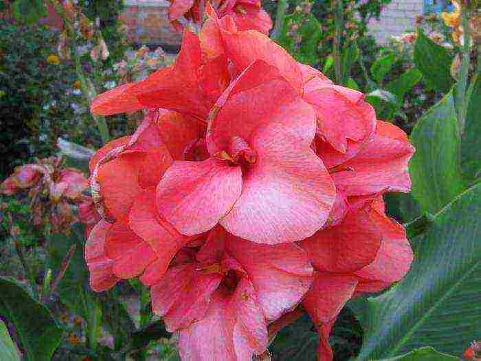 how to grow canna at home