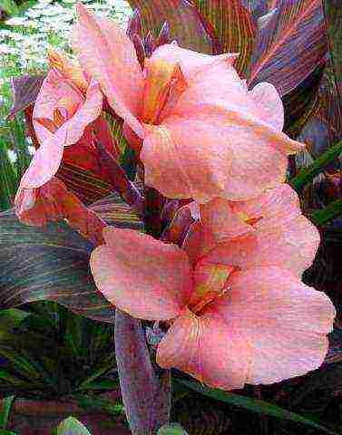 how to grow canna at home