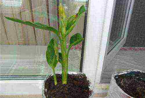 how to grow canna at home