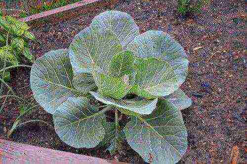 how to grow white cabbage in the open field