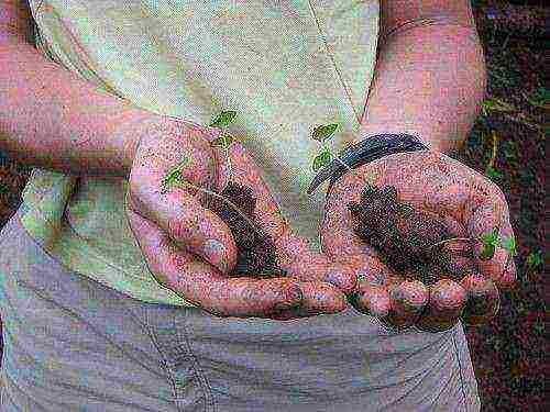 how to grow white cabbage in the open field