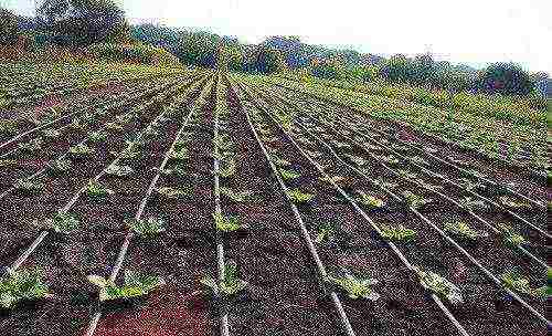 how to grow white cabbage in the open field