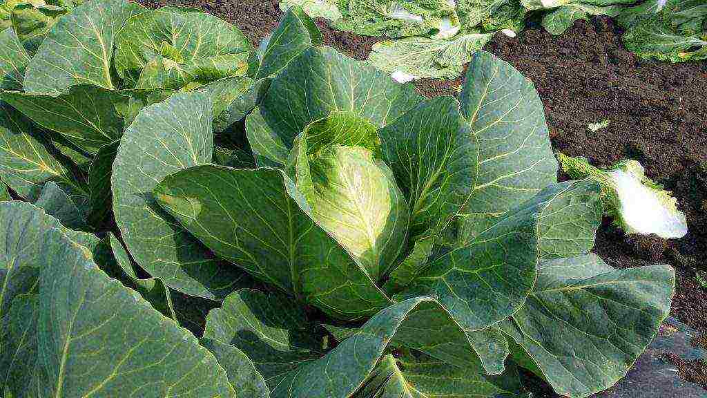 how to grow white cabbage in the open field