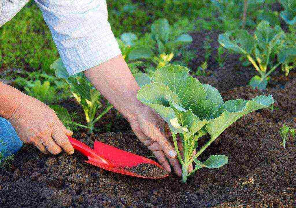 how to grow white cabbage in the open field