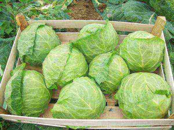 how to grow white cabbage in the open field