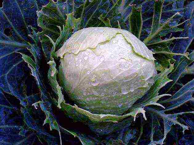 how to grow white cabbage in the open field