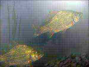 how to grow carp at home