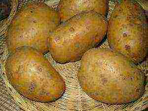 how to grow potatoes using Dutch technology