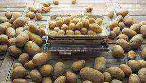 how to grow potatoes using Dutch technology