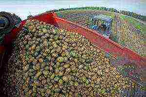 how to grow potatoes using Dutch technology