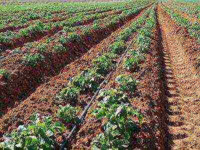 how to grow potatoes using Dutch technology