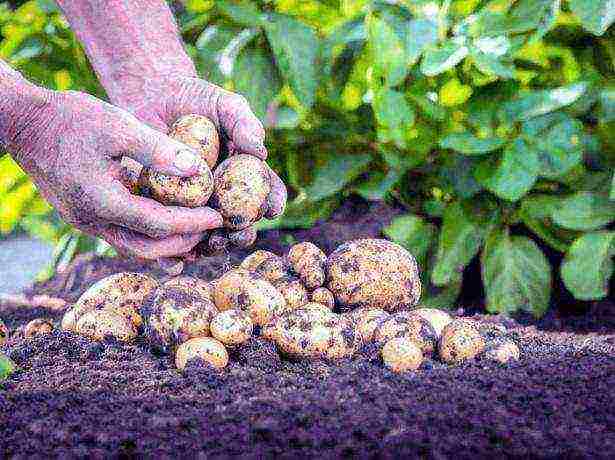 kung paano palaguin ang patatas gamit ang teknolohiyang Dutch