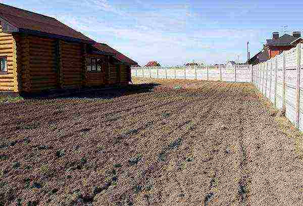 how to grow potatoes using Dutch technology