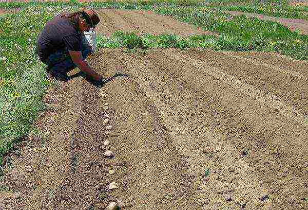 kung paano palaguin ang patatas gamit ang teknolohiyang Dutch