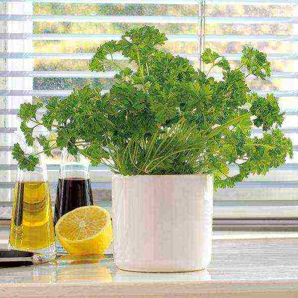 how to grow cilantro at home in winter