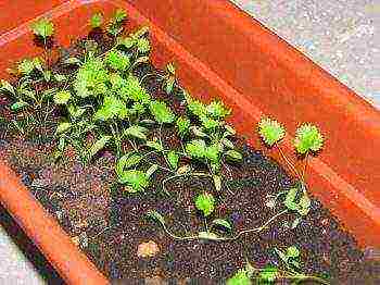 how to grow cilantro at home in winter