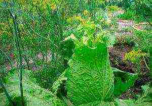 how to grow Chinese cabbage outdoors