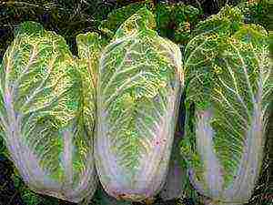 how to grow Chinese cabbage outdoors