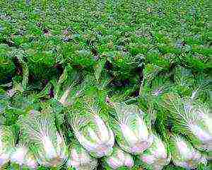 how to grow Chinese cabbage outdoors