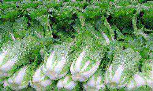 how to grow Chinese cabbage outdoors