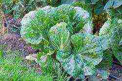 how to grow Chinese cabbage outdoors