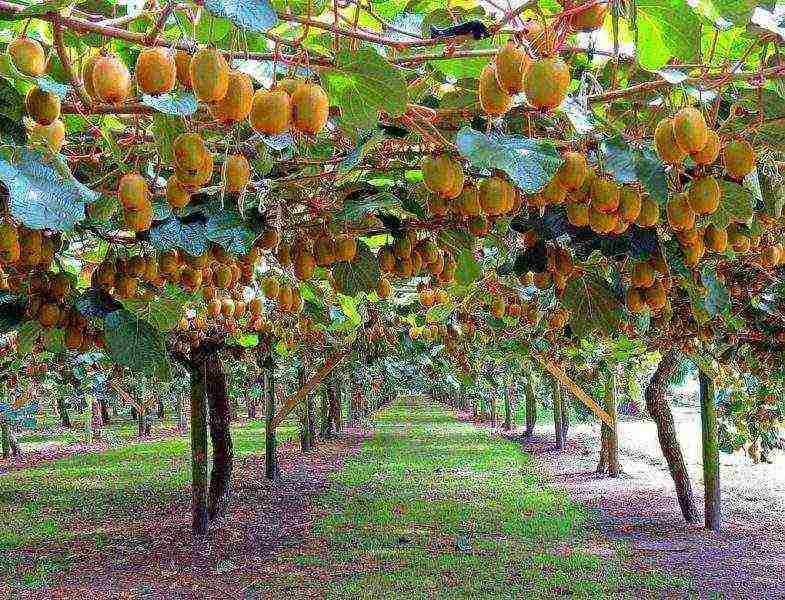 kung paano palaguin ang kiwi mula sa mga binhi sa bahay