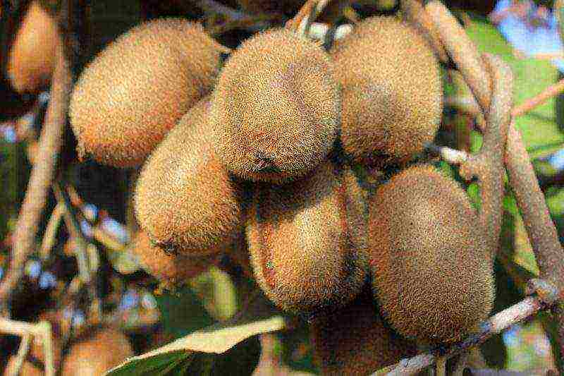 how to grow kiwi from seeds at home