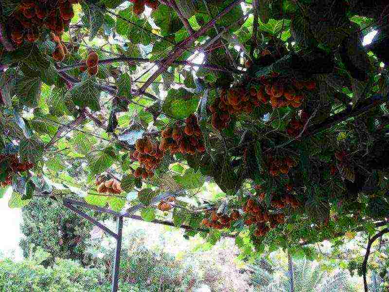 kung paano palaguin ang kiwi mula sa mga binhi sa bahay