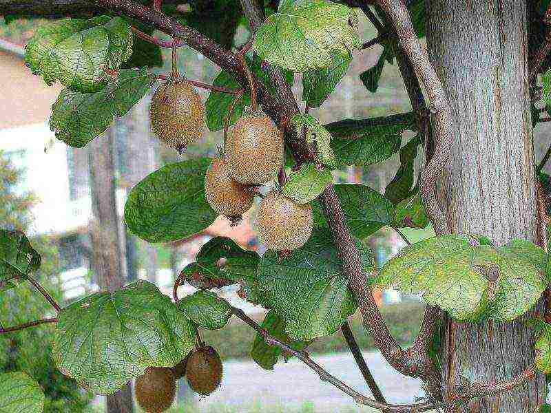 kung paano palaguin ang kiwi mula sa mga binhi sa bahay