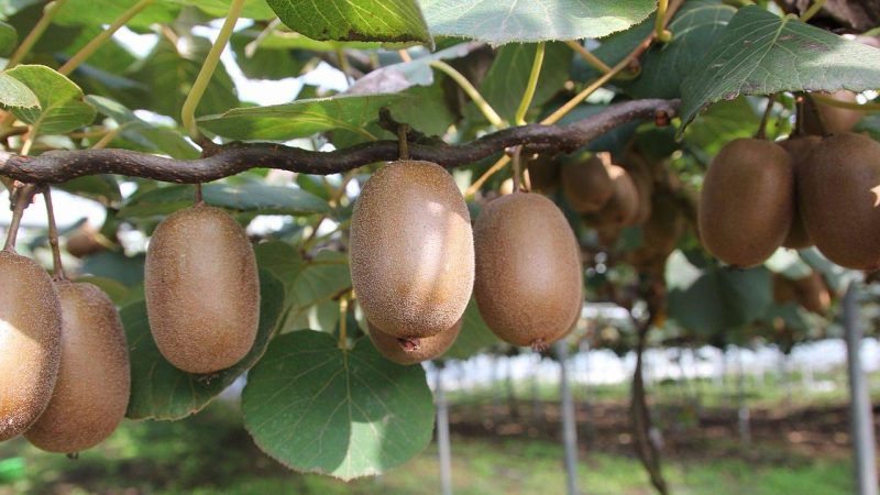 how to grow kiwi from seeds at home