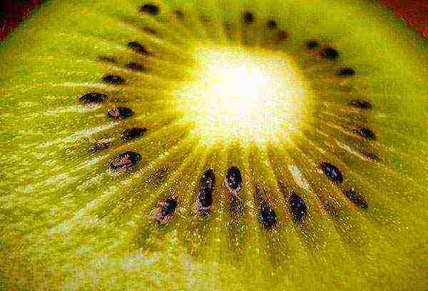 how to grow kiwi from seeds at home