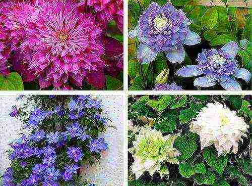 how to grow clematis at home