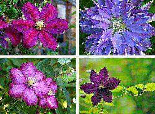 how to grow clematis at home