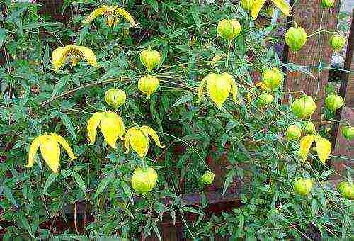 kung paano mapalago ang clematis sa bahay