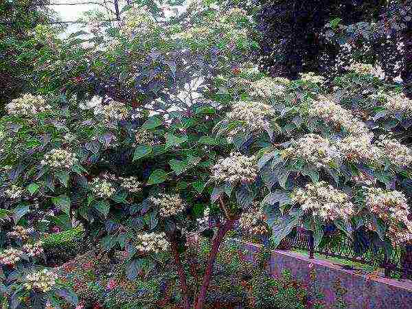 วิธีการปลูก clerodendrum ที่บ้าน