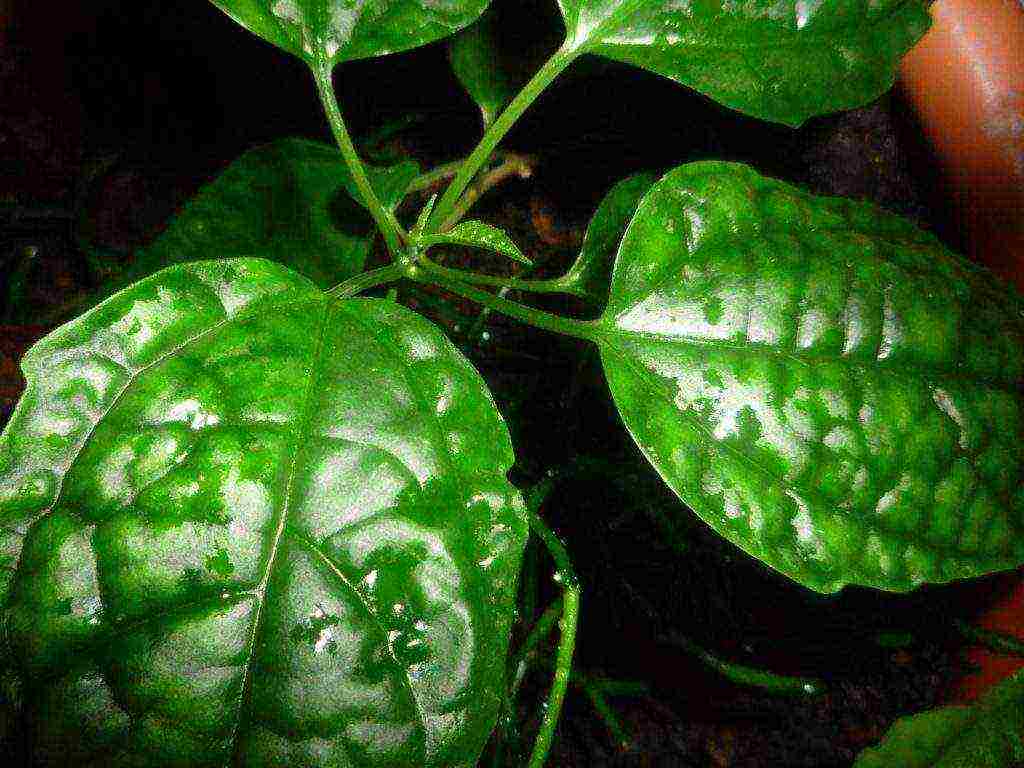 kung paano palaguin ang clerodendrum sa bahay