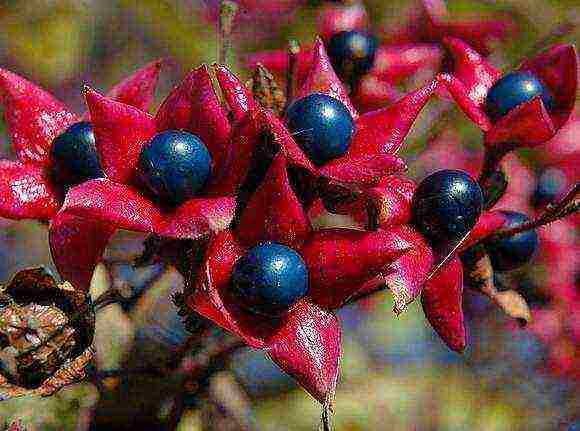 كيف ينمو clerodendrum في المنزل