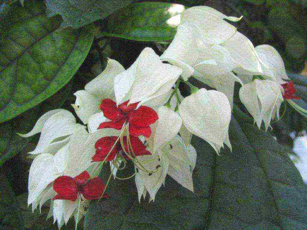 kung paano palaguin ang clerodendrum sa bahay