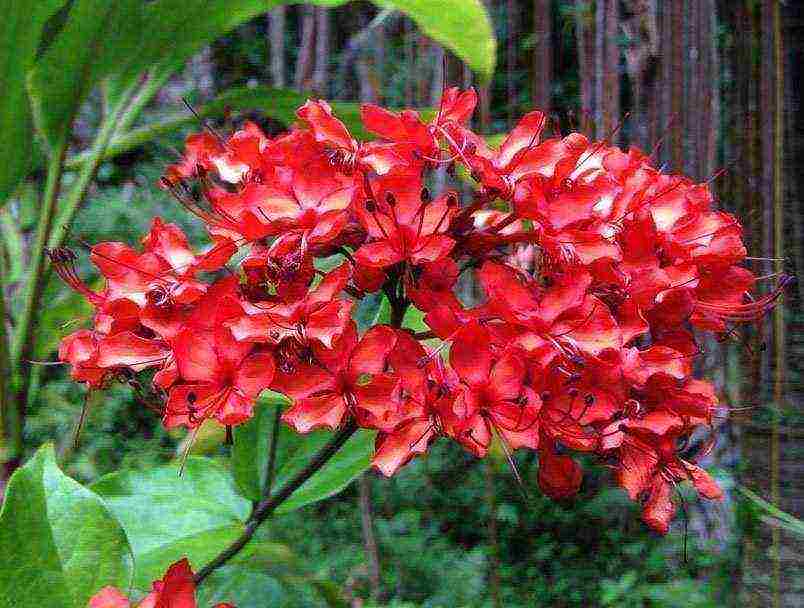 วิธีการปลูก clerodendrum ที่บ้าน