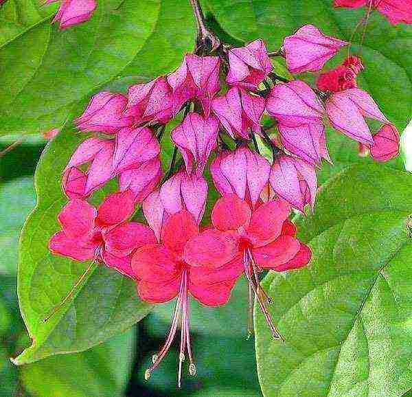 วิธีการปลูก clerodendrum ที่บ้าน