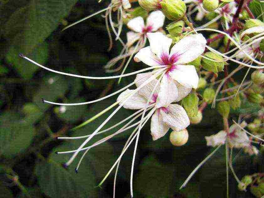 كيف ينمو clerodendrum في المنزل