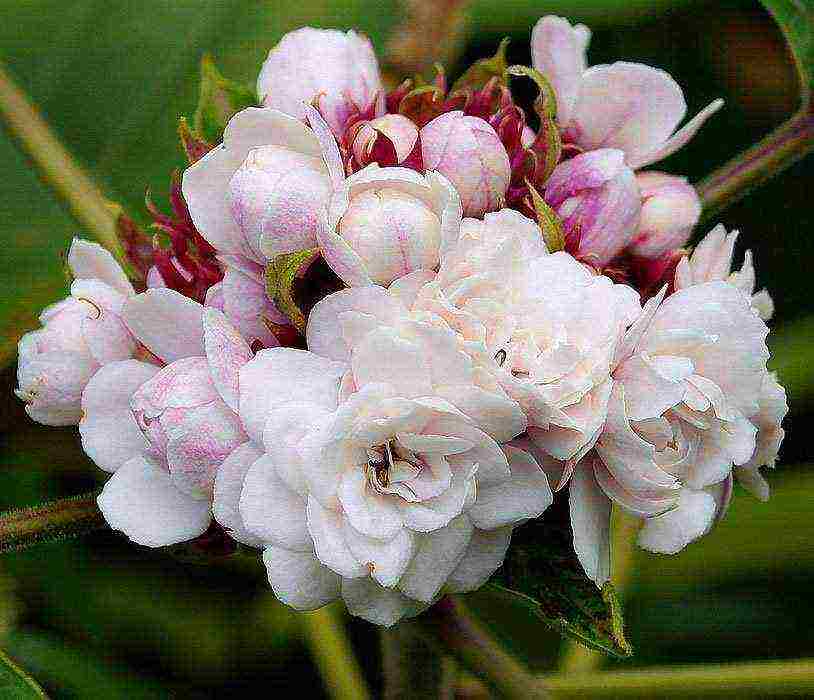 kung paano palaguin ang clerodendrum sa bahay