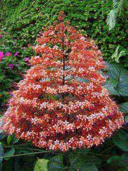 كيف ينمو clerodendrum في المنزل