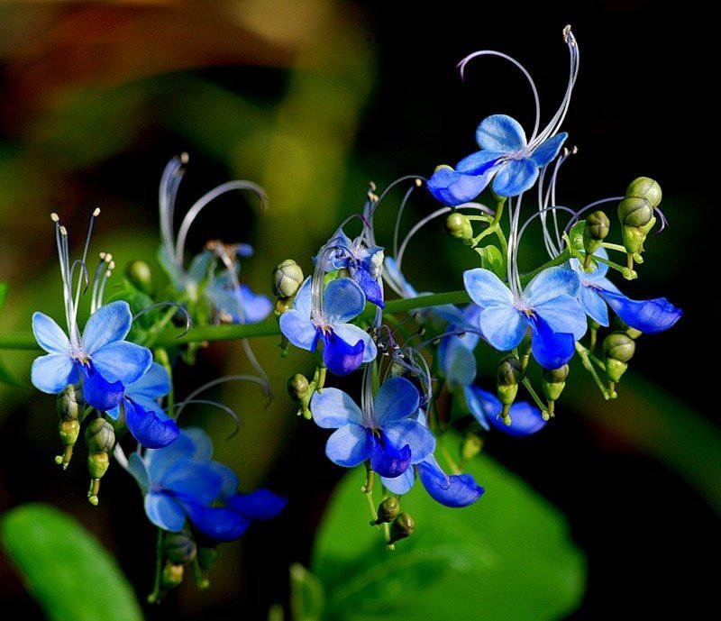 كيف ينمو clerodendrum في المنزل