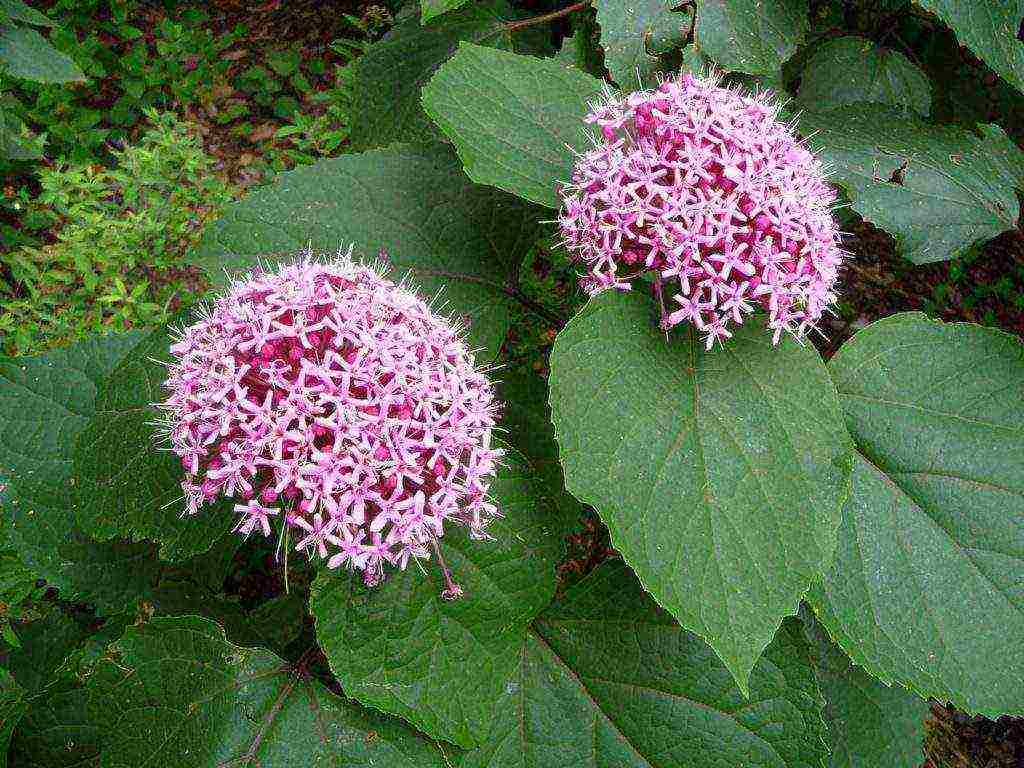 kung paano palaguin ang clerodendrum sa bahay