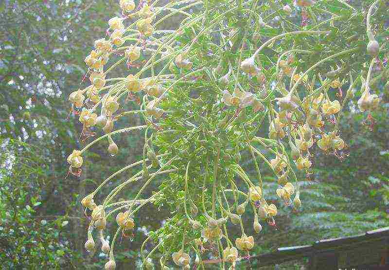 كيف ينمو clerodendrum في المنزل