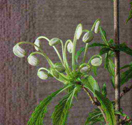 كيف ينمو clerodendrum في المنزل