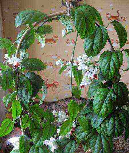 kung paano palaguin ang clerodendrum sa bahay