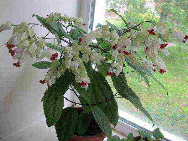 كيف ينمو clerodendrum في المنزل