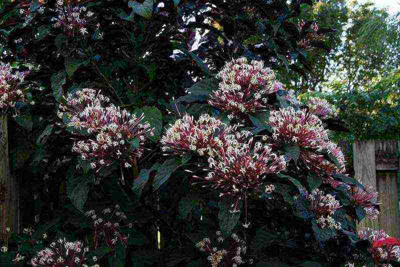 kung paano palaguin ang clerodendrum sa bahay